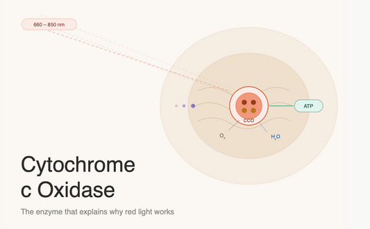 Cytochrome c Oxidase: The Enzyme That Explains Why Red Light Therapy Works